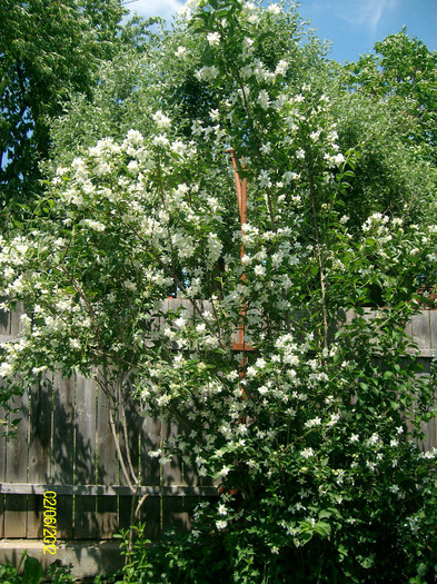 SANY2430 - 5-inceput de primavara-vara