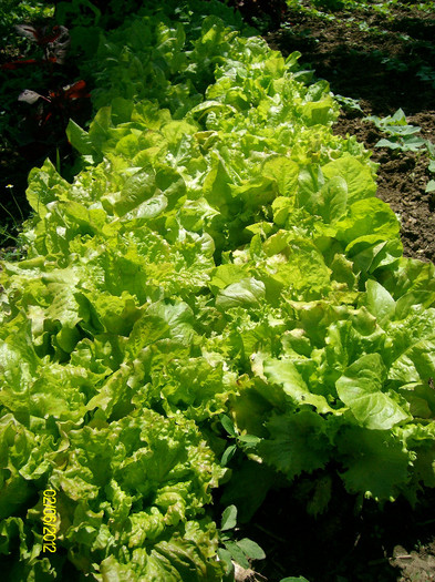 salata - 5-inceput de primavara-vara