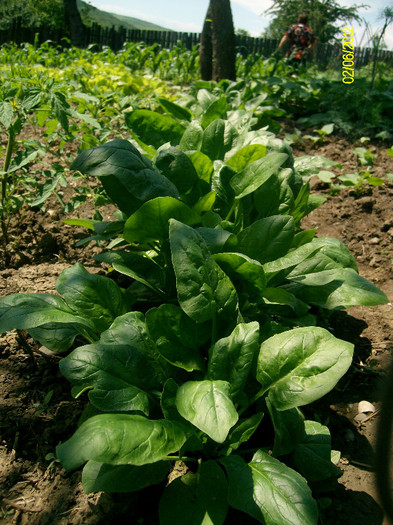 spanac - 5-inceput de primavara-vara