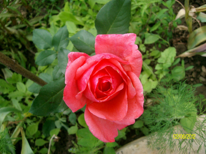 SANY2436 - 5-inceput de primavara-vara