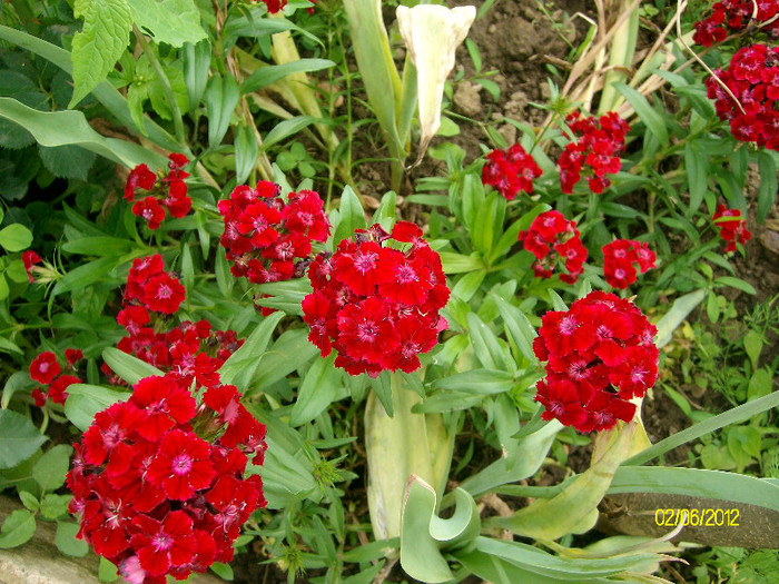 SANY2438 - 5-inceput de primavara-vara