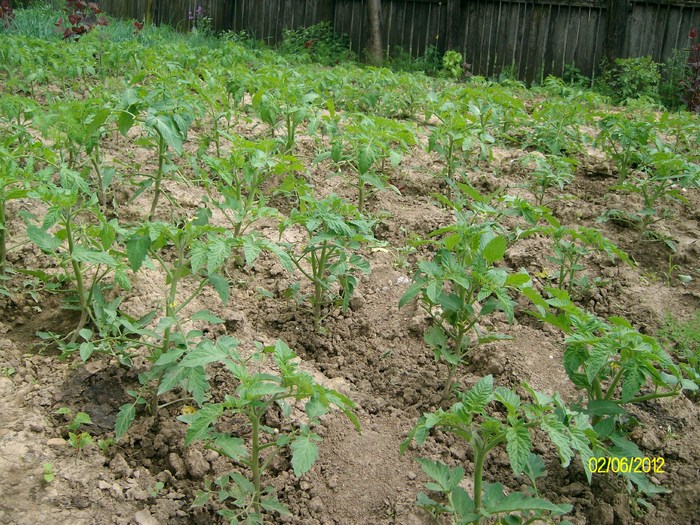 SANY2440 - 5-inceput de primavara-vara