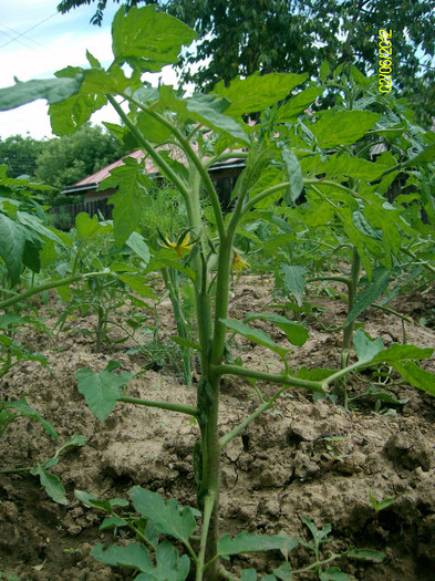 SANY2442 - 5-inceput de primavara-vara