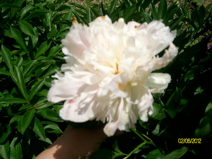 SANY2443 - 5-inceput de primavara-vara