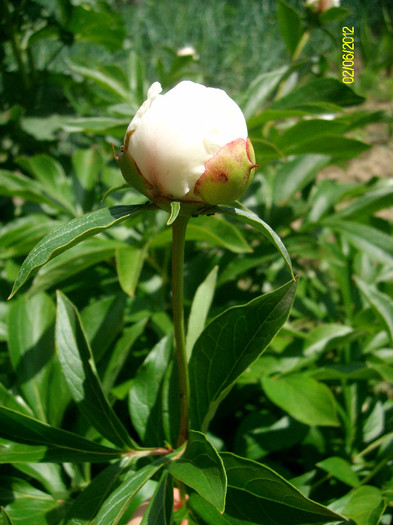 SANY2444 - 5-inceput de primavara-vara