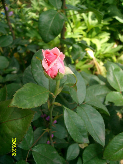 SANY2450 - 5-inceput de primavara-vara