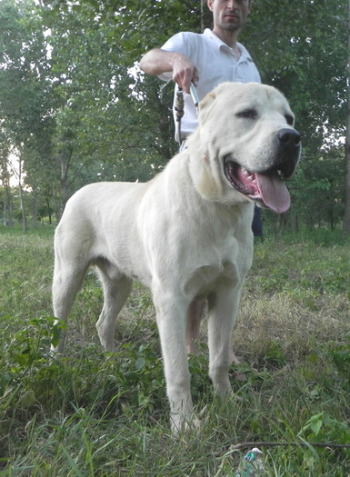 17; Cronos 11 luni, 59-80 cm si 71 kg
