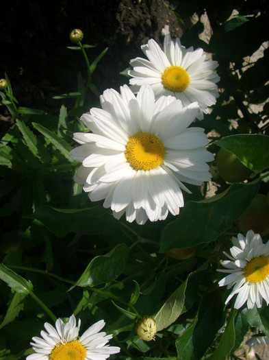 Margarete