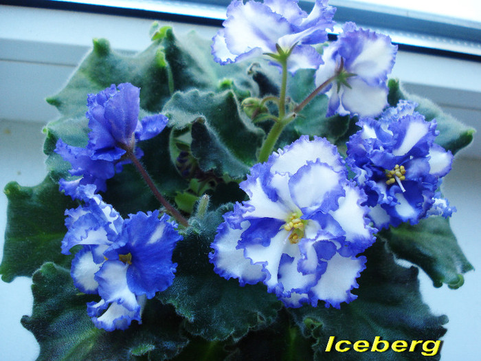 Iceberg (3-06-2012) - Violete 2012