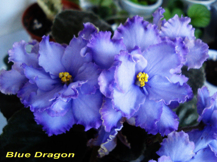 Blue Dragon (2-06-2012) - Violete 2012