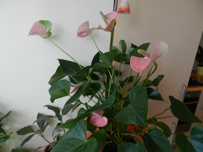 DSCN4415 - ANTHURIUM