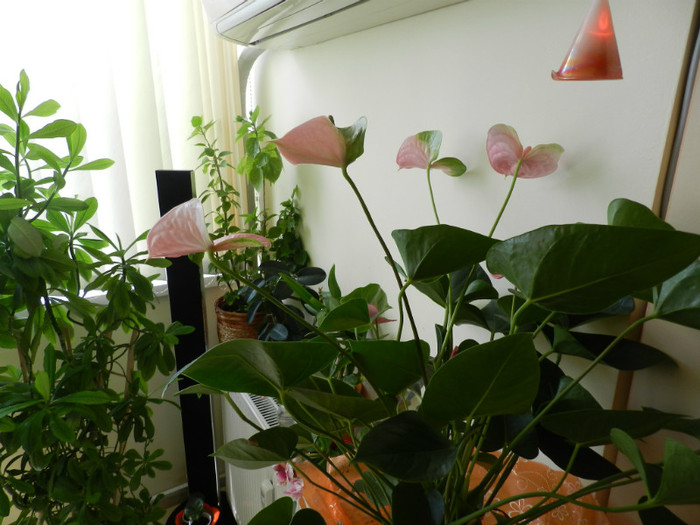 DSCN4417 - ANTHURIUM