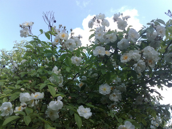 30052012 - Bobby James