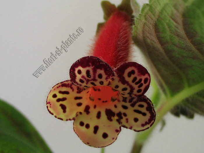Kohleria Katinka; 2012
