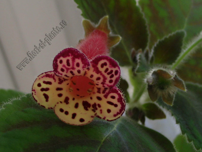 Kohleria Katinka; 2012
