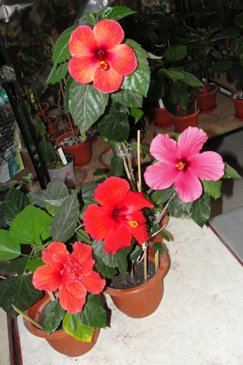 28.05.12 - B-hibiscus-2012 2