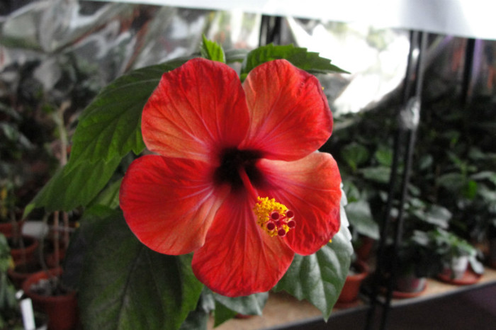 Hibi Cairo Red -cred - B-hibiscus-2012 2