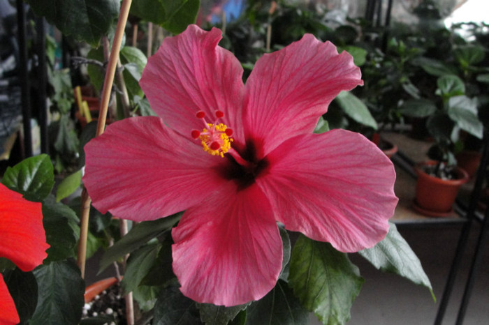 Hibi siclam simplu - B-hibiscus-2012 2