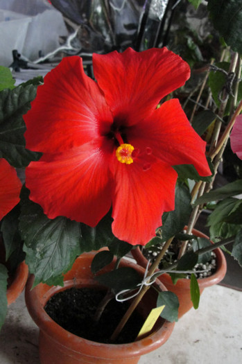 Hibi Nihi - B-hibiscus-2012 2