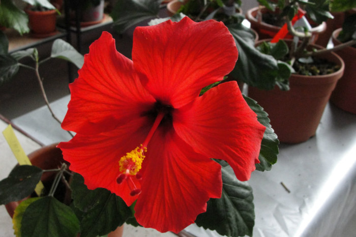  - B-hibiscus-2012 2