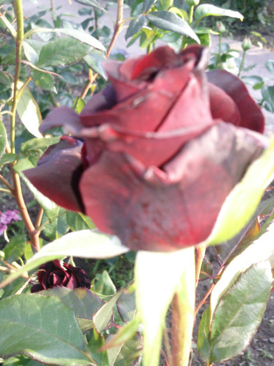 schwarze madonna