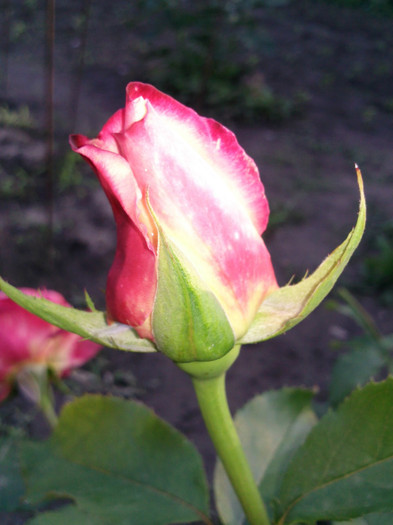 double delight boboc