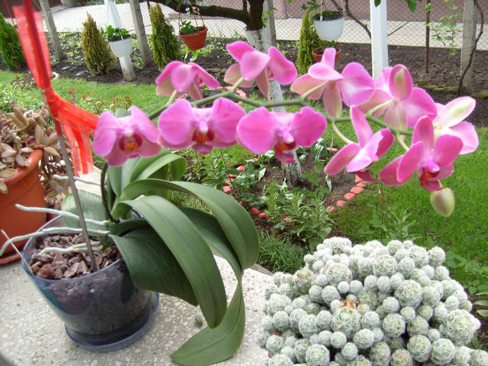 Orhidee; Are o mare valoare sentimentala pentru mine!
