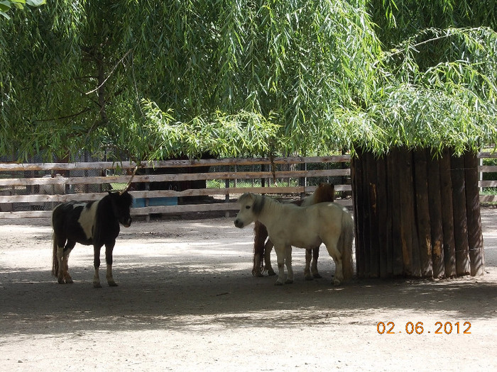 DSCN0819 - 02 Iunie - La zoo