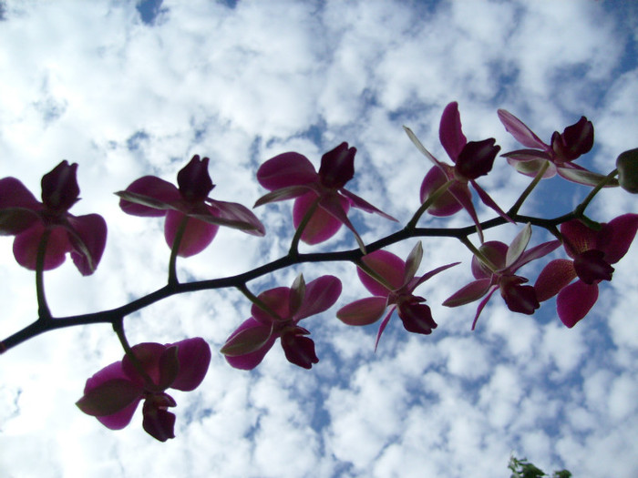 orhidee; pe cerul senin...
