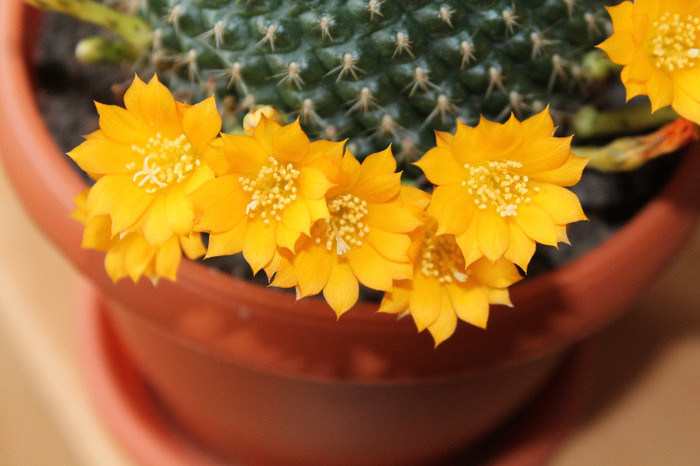 david 104 - cactusi si suculente infloriti 2012