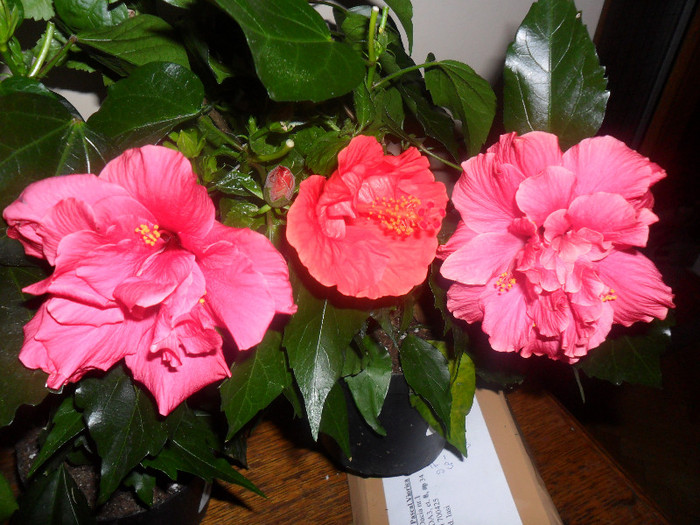 Hibiscus grup - Hibiscus 2012-1