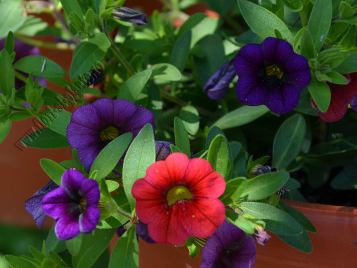 Petunia Mini bells; 2012
