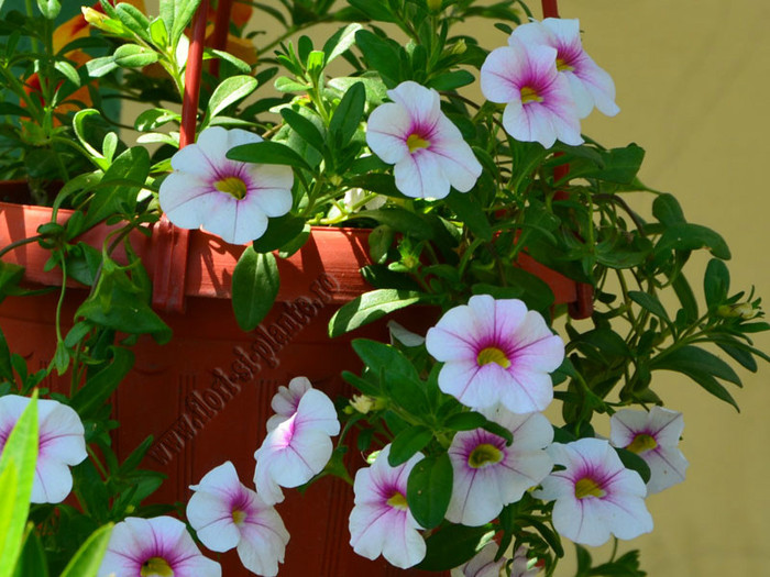 Petunia Mini bells; 2012
