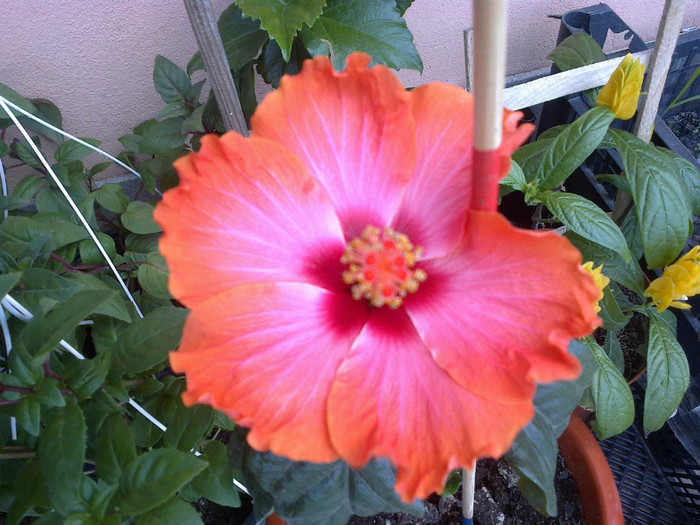 hibi passion - gradina