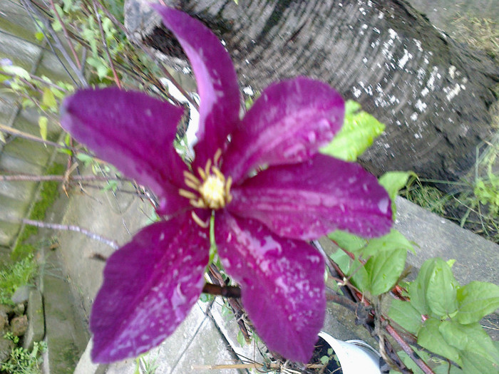 nioble - clematis