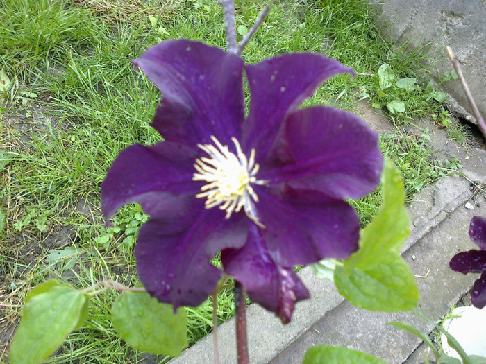 gipsy queen - clematis