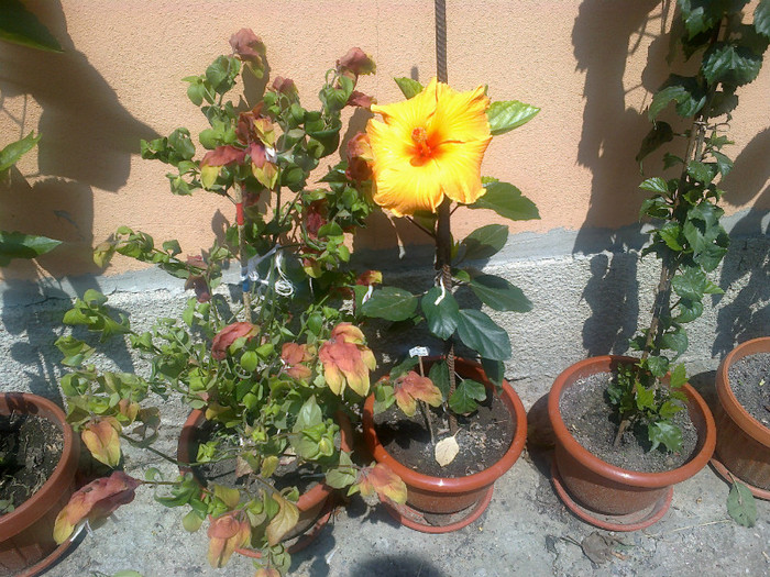 hibi kim beloperone - gradina