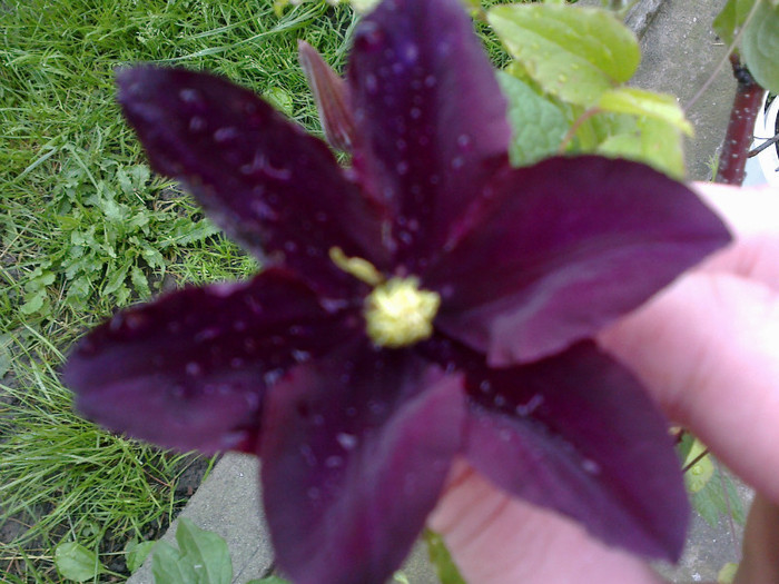 nioble - clematis