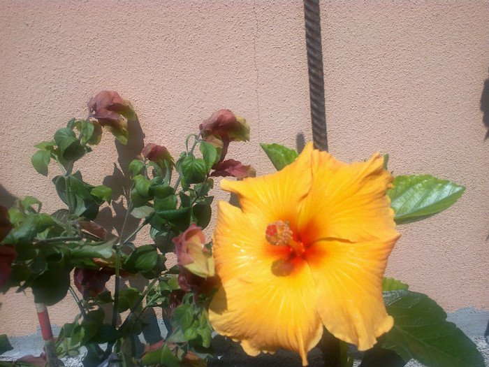 03062012646 - gradina