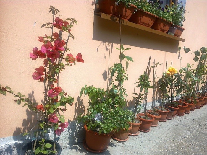03062012648 - gradina