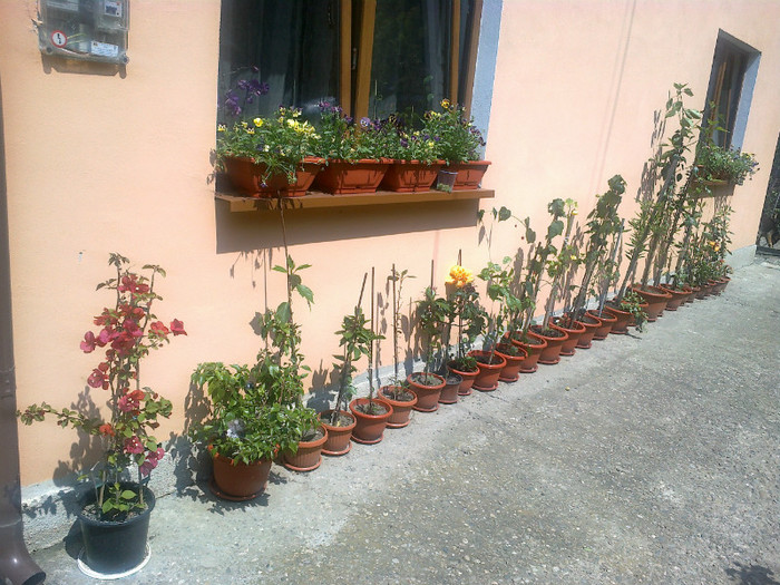 03062012649 - gradina