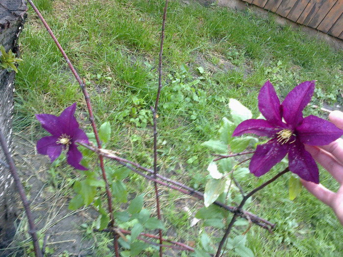 nioble - clematis