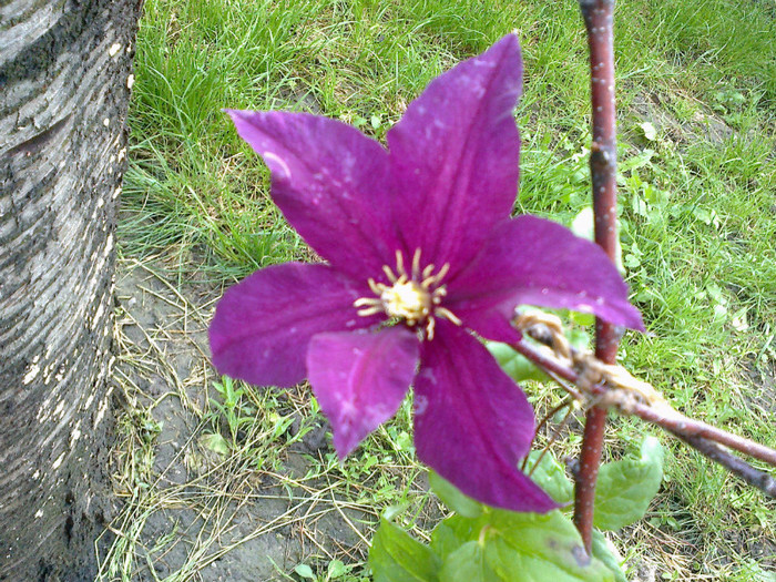 nioble - clematis