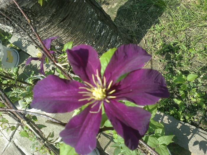 nioble - clematis