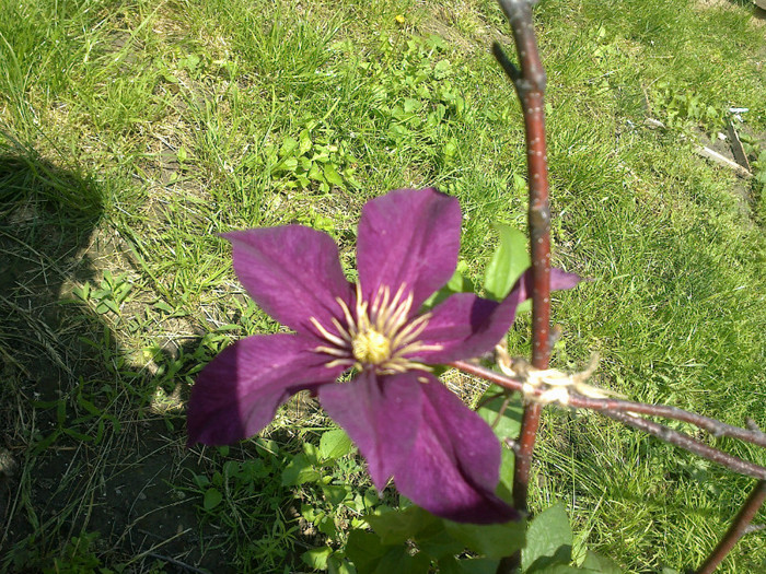 nioble - clematis