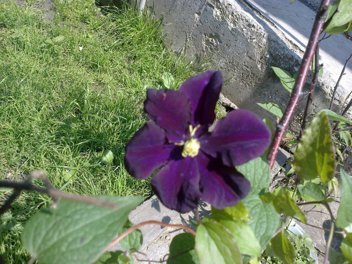 gipsy queen - clematis