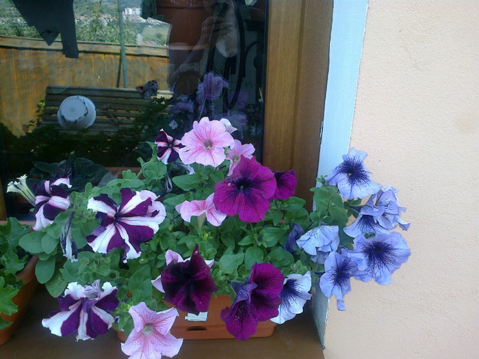 petunii - gradina