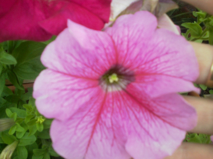 03062012665 - gradina