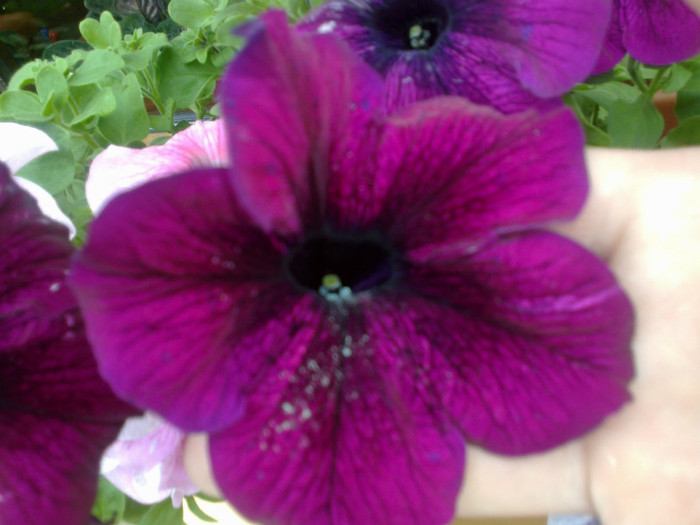 03062012667 - gradina