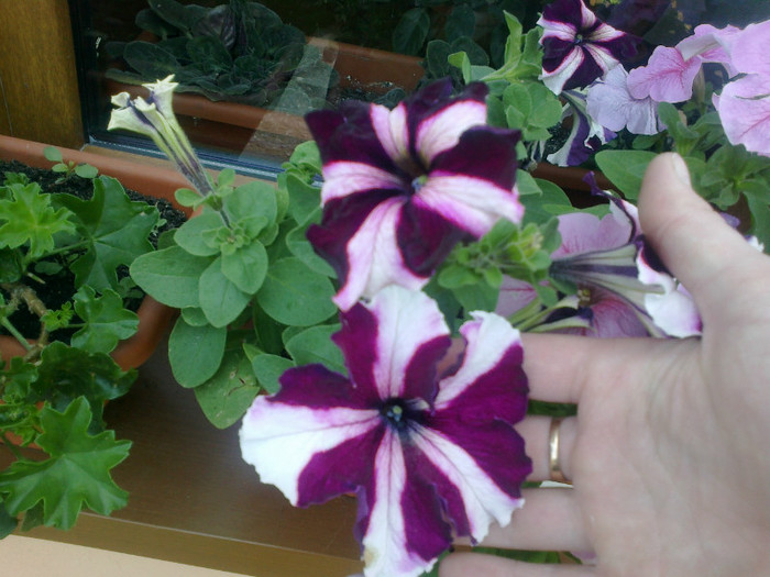 03062012668 - gradina